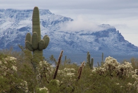 Picture of Cactus and Mountain